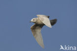 Kleine Burgemeester (Larus glaucoides)