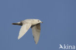 Kleine Burgemeester (Larus glaucoides)