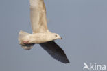 Kleine Burgemeester (Larus glaucoides)