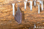 Lesser Horseshoe Bat (Rhinolophus hipposideros)