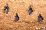 Lesser Horseshoe Bat (Rhinolophus hipposideros)