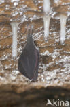 Lesser Horseshoe Bat (Rhinolophus hipposideros)