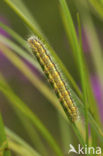 Kleine rietvink (Simyra albovenosa)