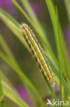 Kleine rietvink (Simyra albovenosa)