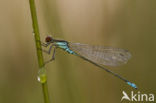 Small Red-eyed damselfly (Erythromma viridulum)