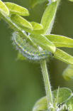 kleine sint-jansvlinder (Zygaena viciae)