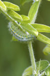 Zygaena viciae