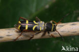 Kleine wespenbok (Clytus arietis)