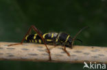 Wasp beetle (Clytus arietis)