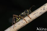 Wasp beetle (Clytus arietis)