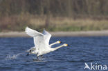 Kleine zwaan (Cygnus bewickii)