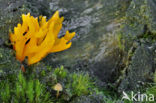 Kleverig koraalzwammetje (Calocera viscosa)