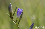 Marsh Gentian (Gentiana pneumonanthe)