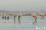 Mute Swan (Cygnus olor)