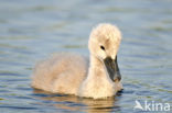 Knobbelzwaan (Cygnus olor)