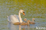 Knobbelzwaan (Cygnus olor)