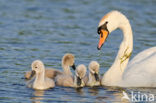 Knobbelzwaan (Cygnus olor)