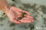 Common Spadefoot Toad (Pelobates fuscus)