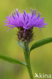 Knoopkruid (Centaurea jacea)