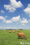 Cow (Bos domesticus)