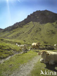 Cow (Bos domesticus)
