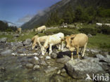 Cow (Bos domesticus)