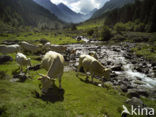Cow (Bos domesticus)