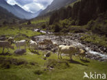 Cow (Bos domesticus)