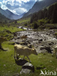 Cow (Bos domesticus)
