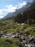 Cow (Bos domesticus)