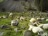 Cow (Bos domesticus)