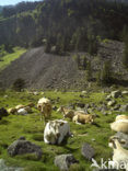 Cow (Bos domesticus)