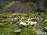 Cow (Bos domesticus)