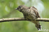 Koekoek (Cuculus canorus) 