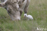 Cattle Egret (Bubulcus ibis)