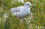 Black-headed Gull (Larus ridibundus)