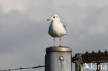 Black-headed Gull (Larus ridibundus)