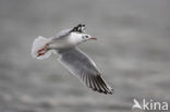 Black-headed Gull (Larus ridibundus)