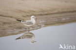 Black-headed Gull (Larus ridibundus)