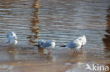 Black-headed Gull (Larus ridibundus)