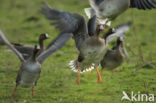 White-fronted goose (Anser albifrons)