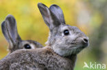 Konijn (Oryctolagus cuniculus) 