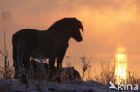 Konik horse (Equus spp)