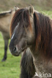 Konik horse (Equus spp)