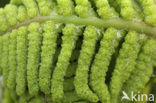 Royal Fern (Osmunda regalis)