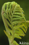 Koningsvaren (Osmunda regalis)