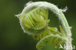 Koningsvaren (Osmunda regalis)