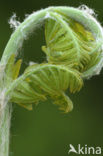 Koningsvaren (Osmunda regalis)