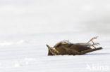 Redwing (Turdus iliacus)