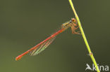 Koraaljuffer (Ceriagrion tenellum)